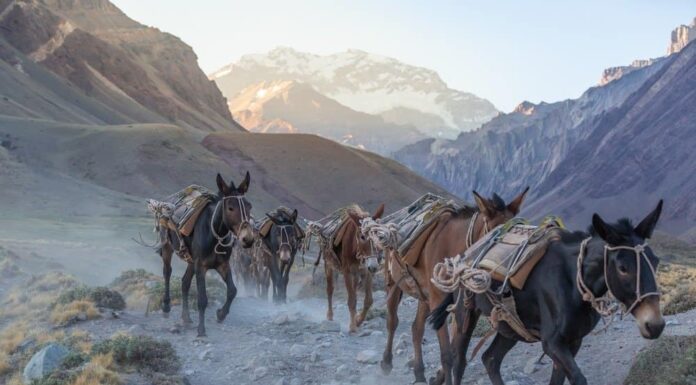 Muli da soma che scendono dalle montagne. Parco Nazionale dell'Aconcagua
