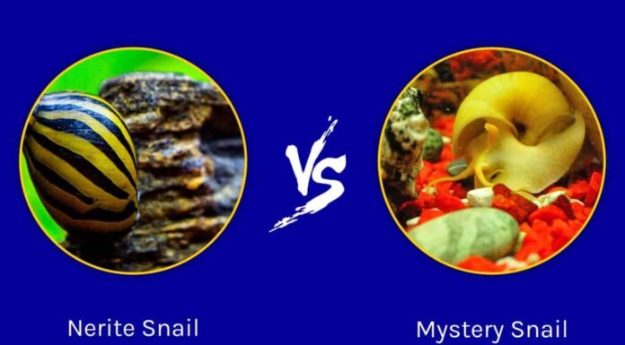 Nerite vs Mystery Snail: qual è la differenza?
