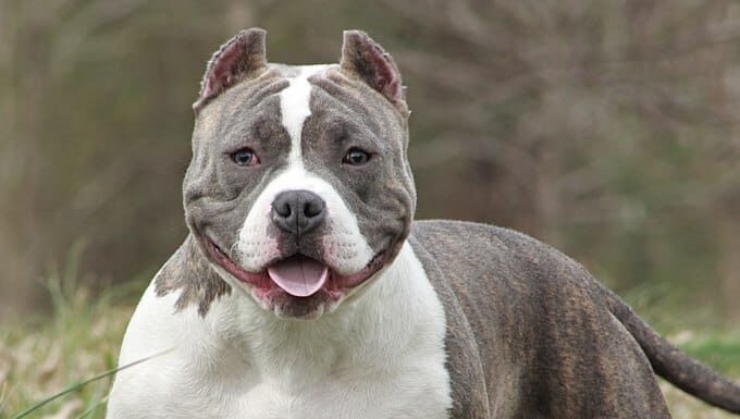 Tasca American Bully grigia e bianca sull'erba