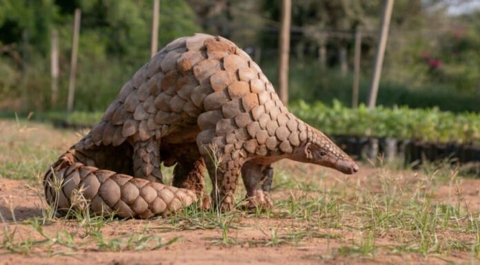 Animali che mangiano insetti – Pangolino