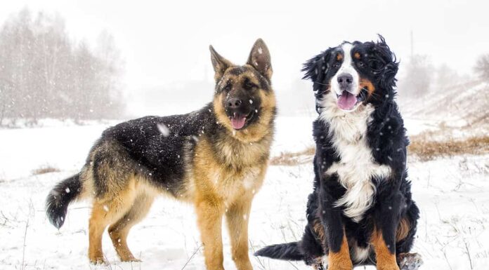 Pastore tedesco, Bovaro bernese