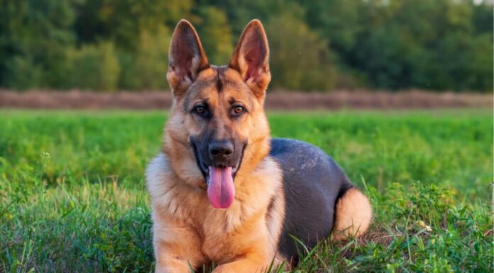 cibo per cani per pastori tedeschi