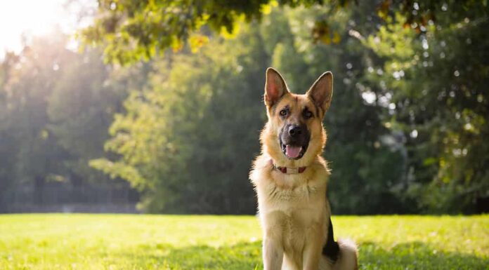 Pastore tedesco, Cane, Seduto, Esterno, Erba