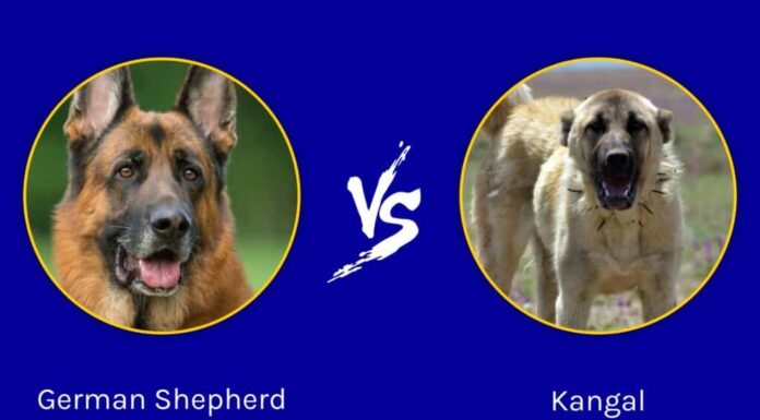 Pastore tedesco vs Kangal: spiegate le differenze principali
