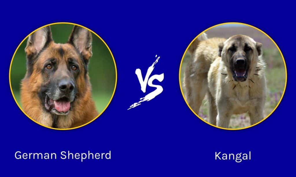 Pastore tedesco vs Kangal: spiegate le differenze principali