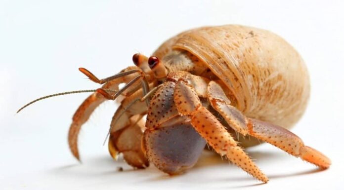 Granchio delle sabbie, un paguro del Mar dei Caraibi isolato su sfondo bianco.