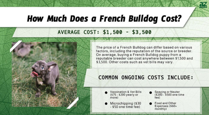 Quanto costa un bulldog francese? infografica