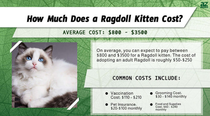 Prezzi dei gatti Ragdoll nel 2024: costo di acquisto, fatture del veterinario e altri costi

