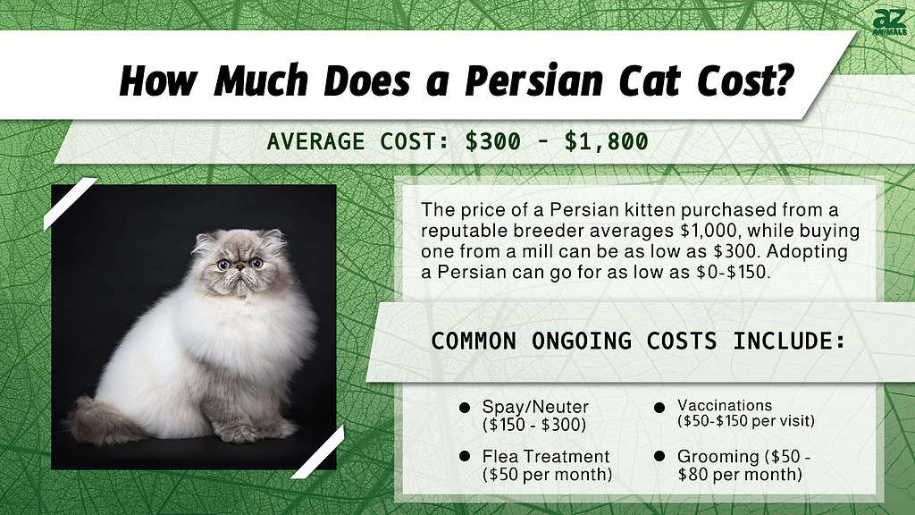 Prezzi dei gatti persiani nel 2024: costo di acquisto, spese veterinarie e altri costi
