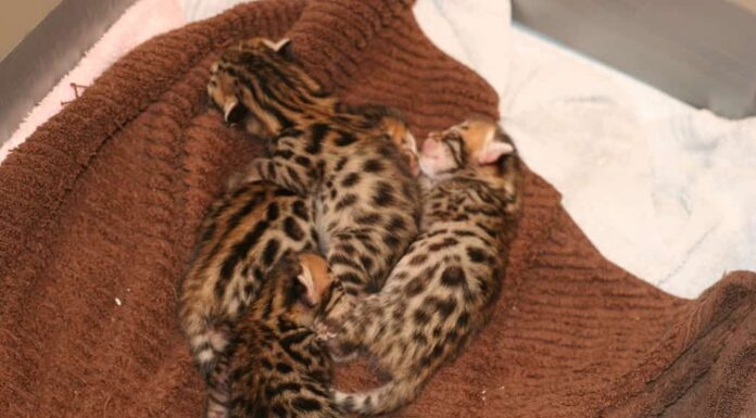 Gattini appena nati del Bengala. Progressione del gatto del Bengala.