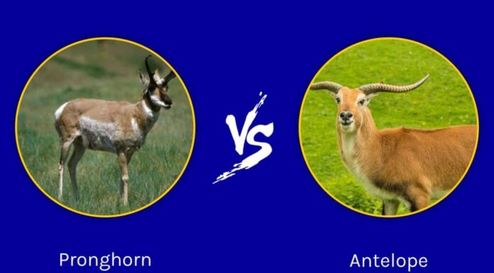 Pronghorn vs Antilope: quali sono le loro differenze?
