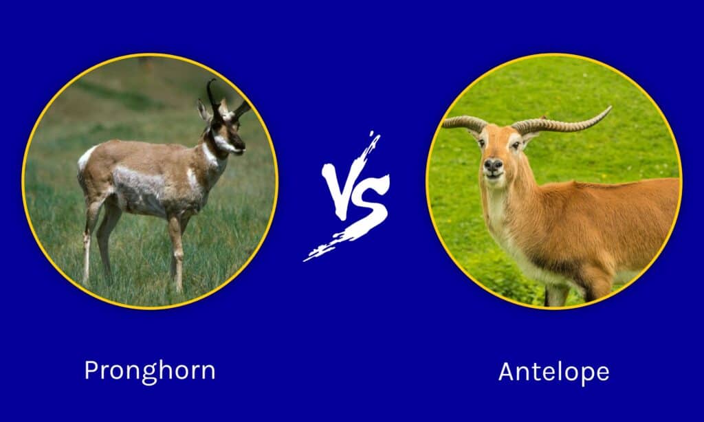 Pronghorn vs Antilope: quali sono le loro differenze?