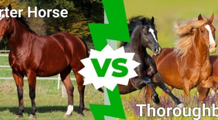 Quarter Horse contro Purosangue