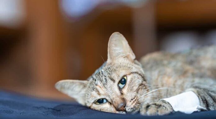 Il gatto malato giaceva debole sul panno azzurro, lo sguardo fisso in movimento. Concetto di salute del gatto. Messa a fuoco morbida.
