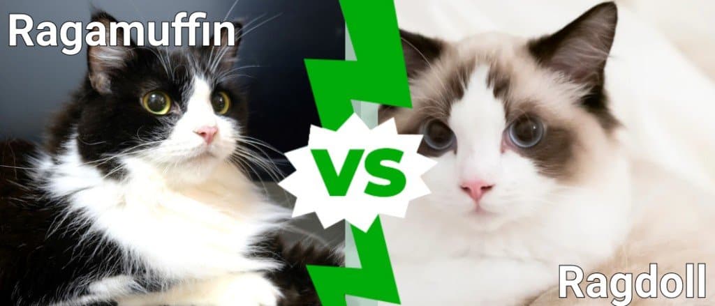 Ragamuffin vs Ragdoll: quali sono le differenze?