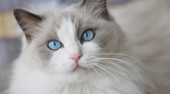 Gatto Ragdoll