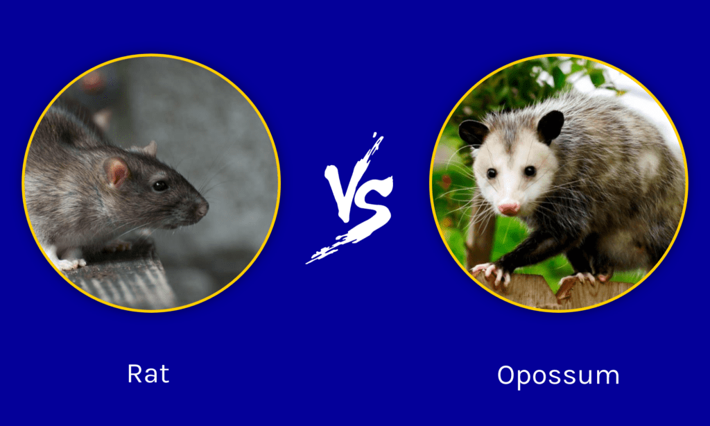 Ratto vs Opossum: quali sono le differenze?