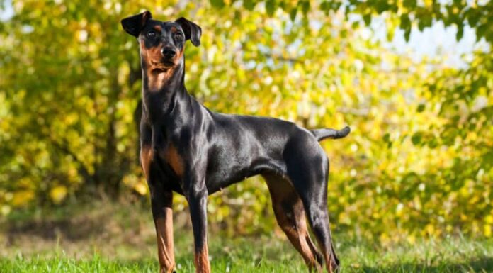 Razze di Terrier di grandi dimensioni
