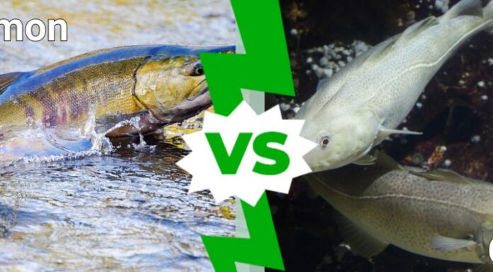 Salmone e merluzzo: quali sono le differenze?
