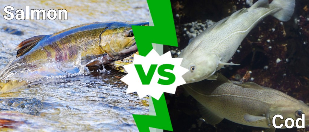 Salmone e merluzzo: quali sono le differenze?