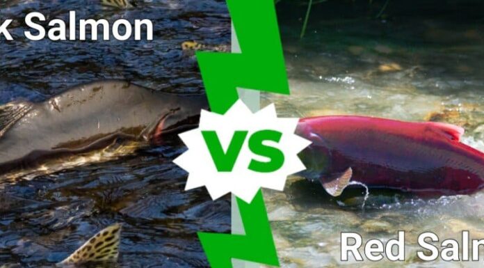 Salmone rosso e salmone rosa: quali sono le differenze?
