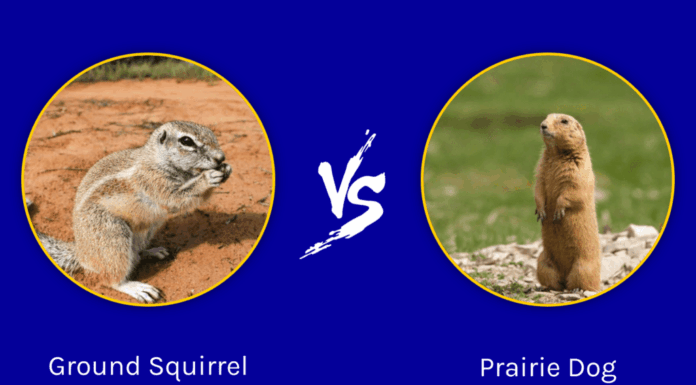 Scoiattolo di terra vs cane della prateria: le 5 differenze chiave
