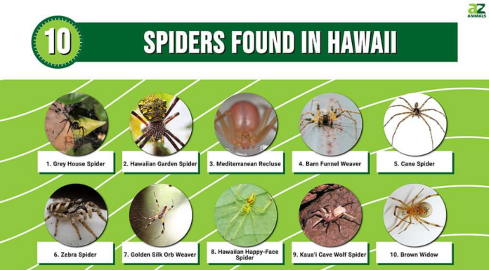 Scopri 10 ragni trovati alle Hawaii
