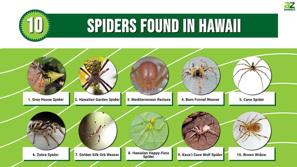 Scopri 10 ragni trovati alle Hawaii