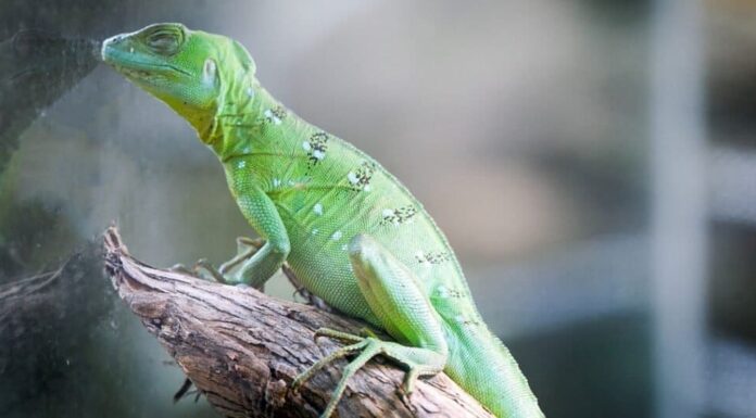 Le migliori lucertole: Basilisco verde