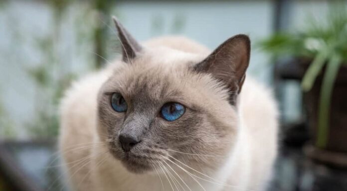 gatto siamese a pelo corto blue point