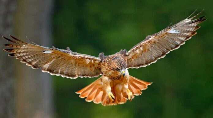 Animali che mutano - Falco dalla coda rossa