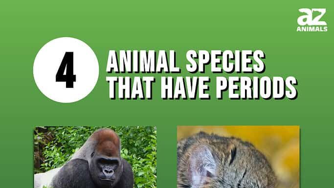 Immagine grafico di 4 specie animali che hanno il ciclo mestruale