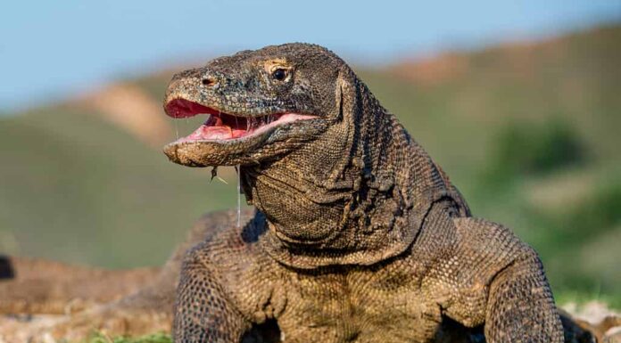 Il drago di Komodo alzò la testa e aprì la bocca. Nome scientifico: Varanus komodoensis, è la più grande lucertola vivente del mondo. Habitat naturale. Isola Rinca. Indonesia.