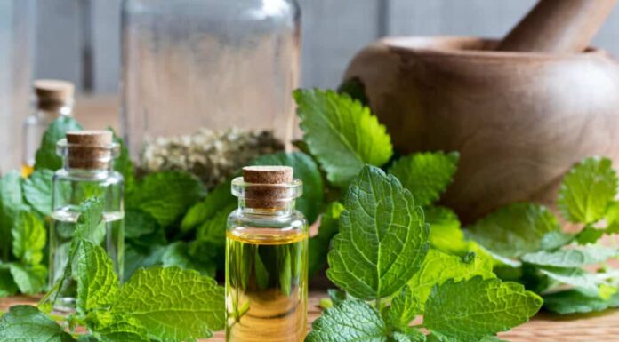 la melissa elimina le formiche 