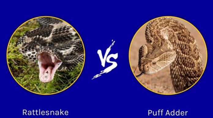 Serpente a sonagli e vipera soffiante: in cosa differiscono?
