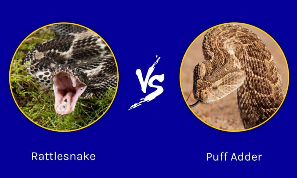 Serpente a sonagli e vipera soffiante: in cosa differiscono?