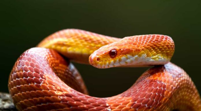 serpente del grano