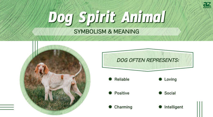 Infografica sullo spirito animale del cane
