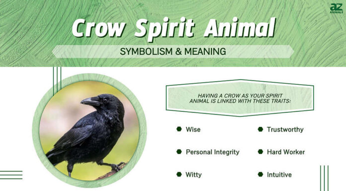 infografica animale spirituale corvo