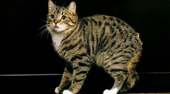 gatto manx in piedi su sfondo nero