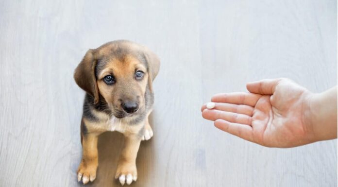 Proprietario che dà una pillola a un cucciolo