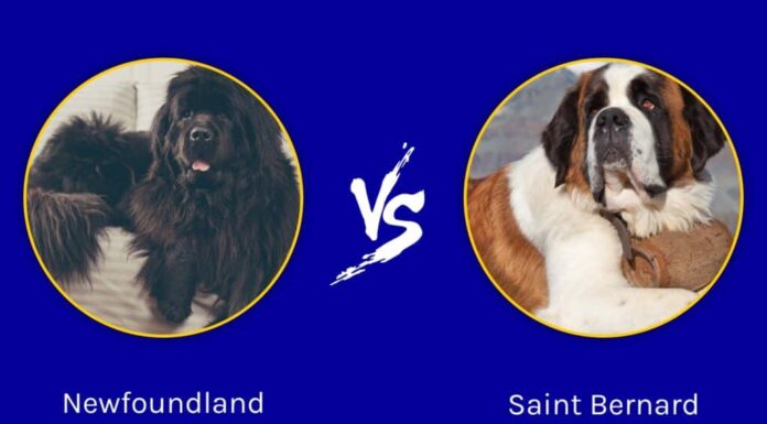 Terranova-San Bernardo