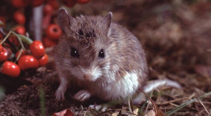 Piccoli topi cavalletta del nord nel nido (Onychomys Leucogaster)