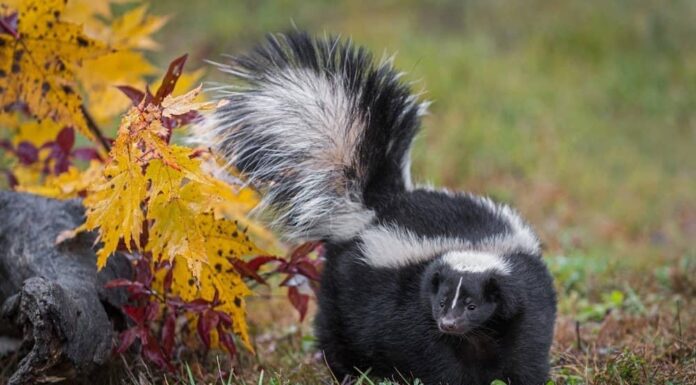 animali più puzzolenti - puzzola