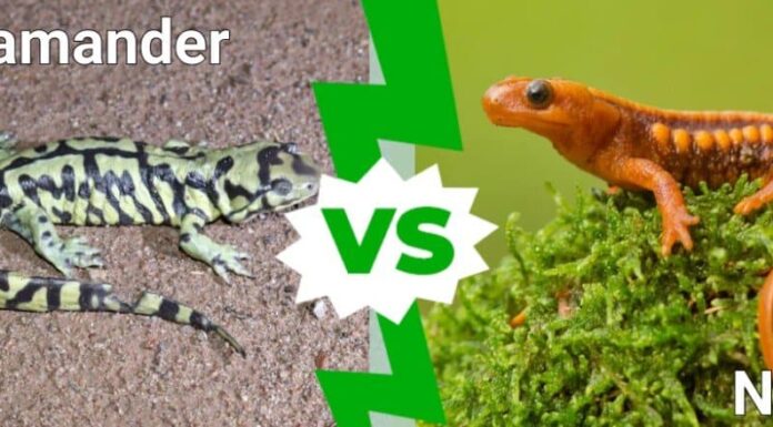 Salamandra contro Newt