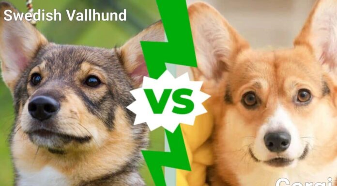 Vallhund svedese contro Corgi