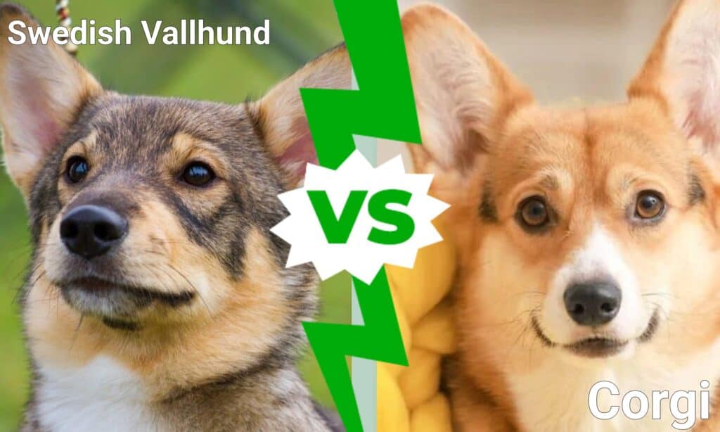 Vallhund svedese contro Corgi