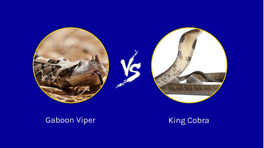 Vipera del Gabon e cobra reale: qual è la differenza?