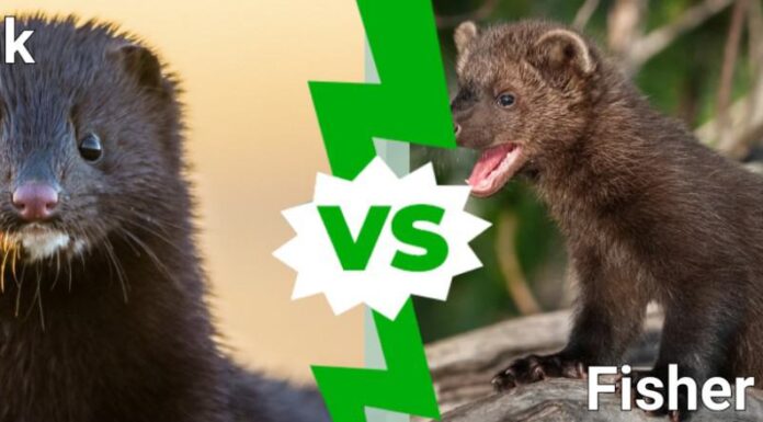 Visone contro gatto pescatore
