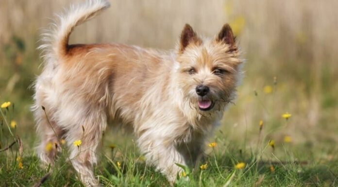 Tipi di cani terrier